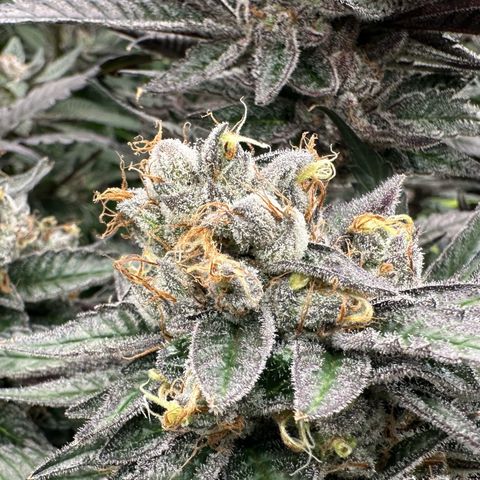 CxLAZ #03 C #1 58.58g growlog timeline photo