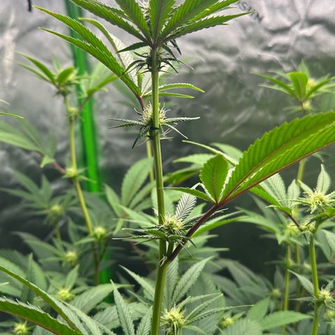 MiscxLAZ #26 C #2 growlog timeline photo