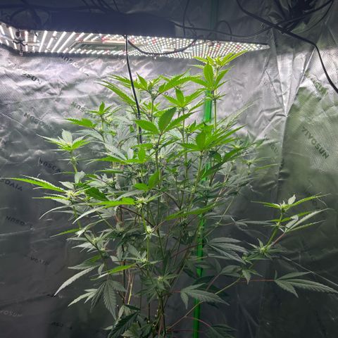 CxLAZ #15 C #1 growlog timeline photo