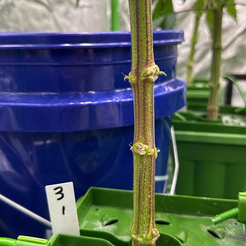CxLAZ #03 C #1 58.58g growlog timeline photo