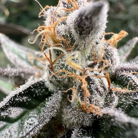 CxLAZ #03 C #1 58.58g growlog timeline photo