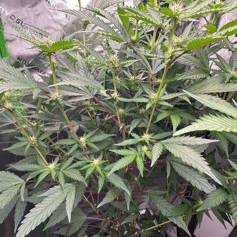 CxLAZ #15 C #1 growlog timeline photo