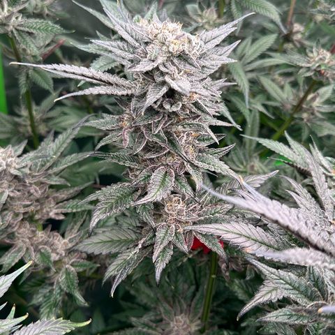 MiscxLAZ #22 C 42.33g growlog timeline photo
