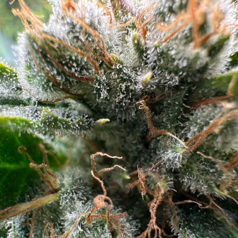 Fuel D.OG #1 Female 47.36g growlog timeline photo