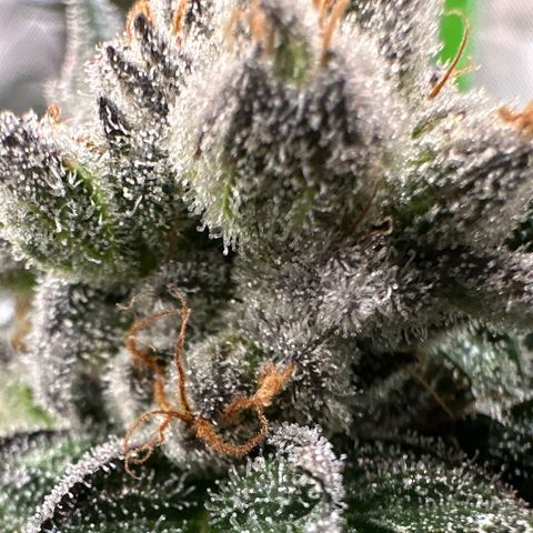 MiscxLAZ 5-4 34.63g growlog timeline photo