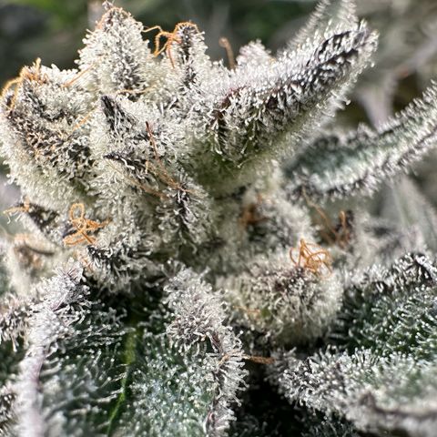 MiscxLAZ #29 C growlog timeline photo