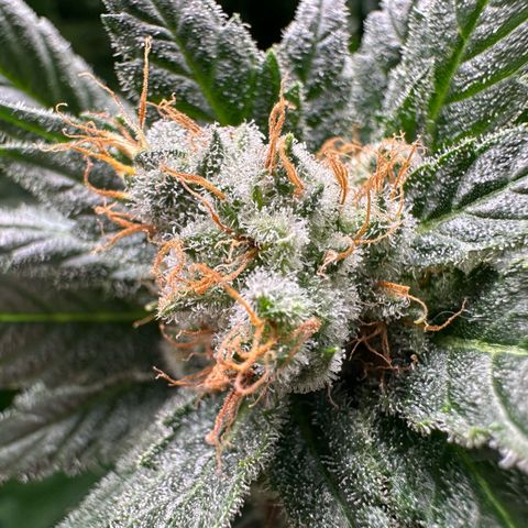Fuel D.OG #1 Female 47.36g growlog timeline photo