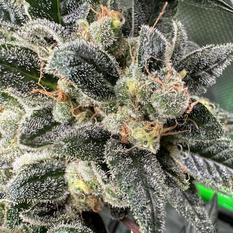 MiscxLAZ #08 C #1 growlog timeline photo