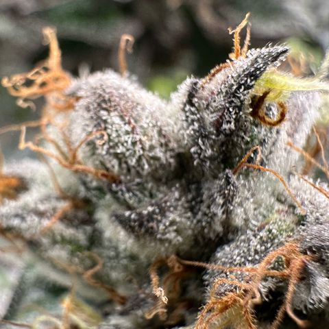 CxLAZ #03 C #1 58.58g growlog timeline photo