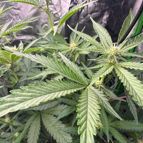CxLAZ #15 C #1 growlog timeline photo