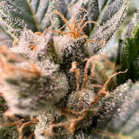 Fuel D.OG #2 Female 49.44g M growlog timeline photo