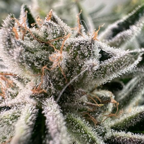 MiscxLAZ #26 C #1 47.15g growlog timeline photo