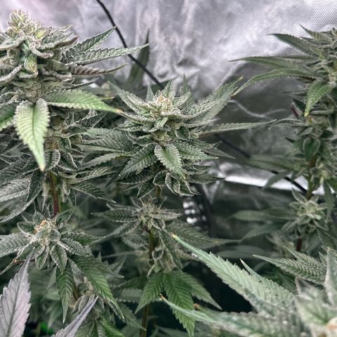 MiscxLAZ 5-4 34.63g growlog timeline photo