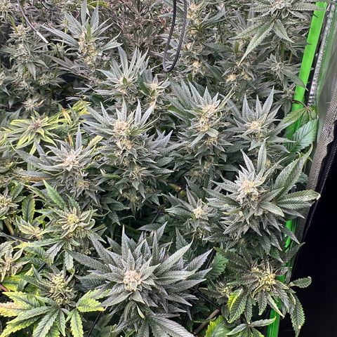 Fuel D.OG #2 Female 49.44g M growlog timeline photo