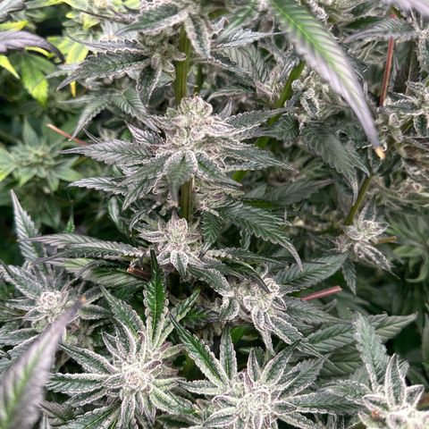 MiscxLAZ #29 C growlog timeline photo