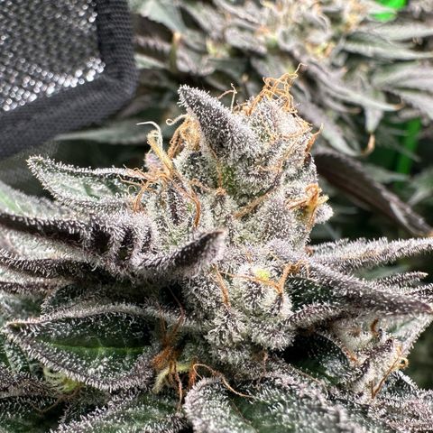 CxLAZ #03 C #1 58.58g growlog timeline photo