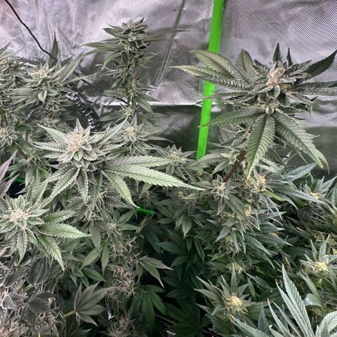 MiscxLAZ 5-4 34.63g growlog timeline photo