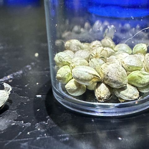Misc x (LA Kush x Zkittles) #27 33.12g growlog timeline photo