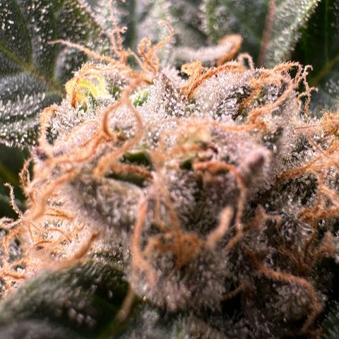 Fuel D.OG #2 Female 49.44g M growlog timeline photo