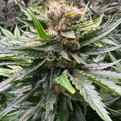 Fuel D.OG #1 Female 47.36g growlog timeline photo
