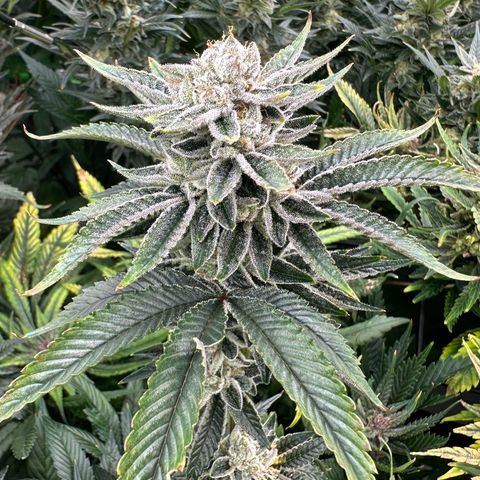 MiscxLAZ #26 C #1 47.15g growlog timeline photo