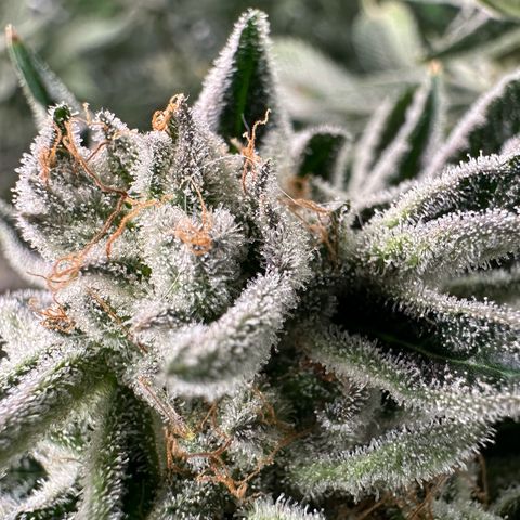 MiscxLAZ #26 C #1 47.15g growlog timeline photo