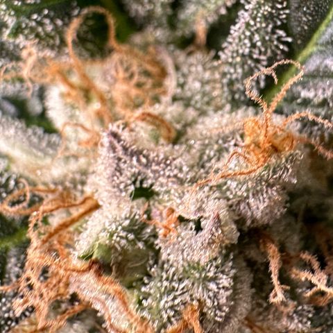 Fuel D.OG #2 Female 49.44g M growlog timeline photo