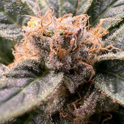 Fuel D.OG #2 Female 49.44g M growlog timeline photo