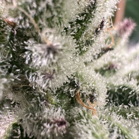 MiscxLAZ #29 C growlog timeline photo