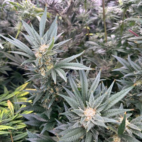 Fuel D.OG #2 Female 49.44g M growlog timeline photo