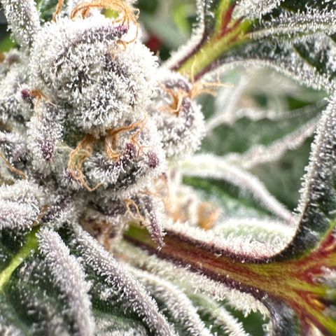 MiscxLAZ #37 C growlog timeline photo