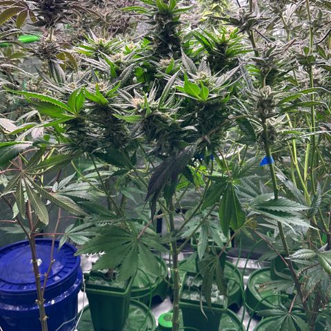 Fuel D.OG #1 Female 47.36g growlog timeline photo