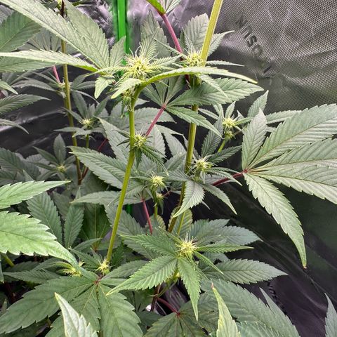MiscxLAZ #26 C #2 growlog timeline photo