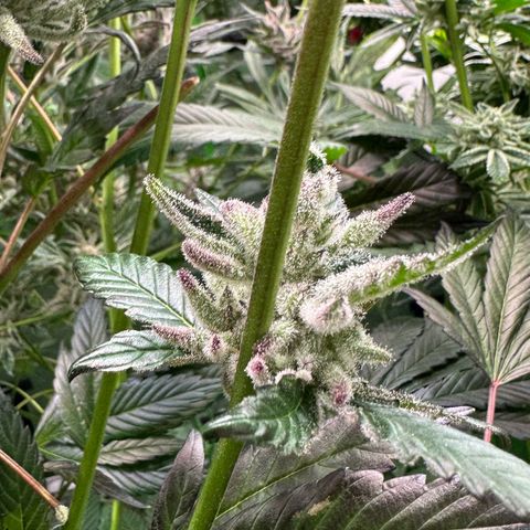 MiscxLAZ #29 C growlog timeline photo