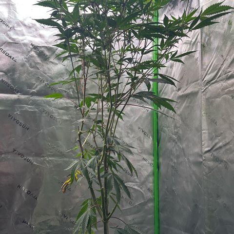 CxLAZ #15 C #1 growlog timeline photo