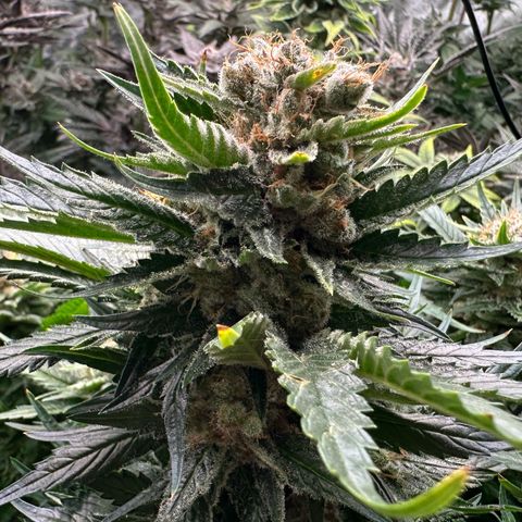 Fuel D.OG #1 Female 47.36g growlog timeline photo