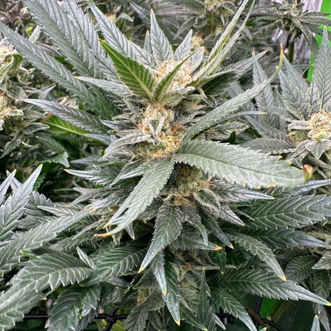 Fuel D.OG #2 Female 49.44g M growlog timeline photo