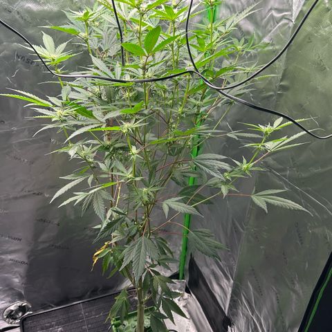 CxLAZ #15 C #1 growlog timeline photo
