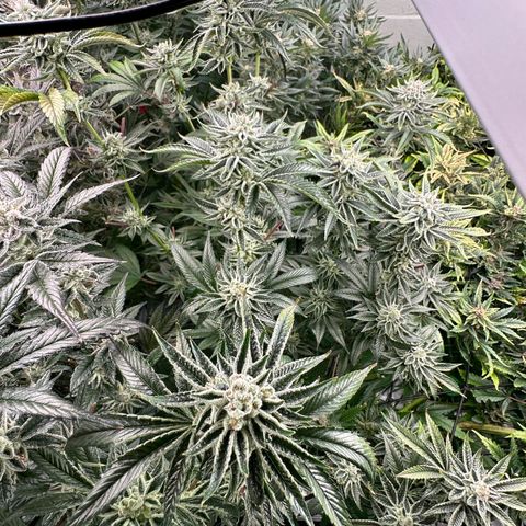MiscxLAZ #26 C #1 47.15g growlog timeline photo
