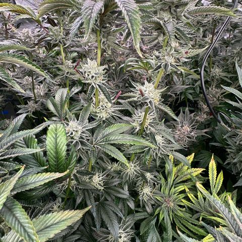 MiscxLAZ #26 C #1 47.15g growlog timeline photo
