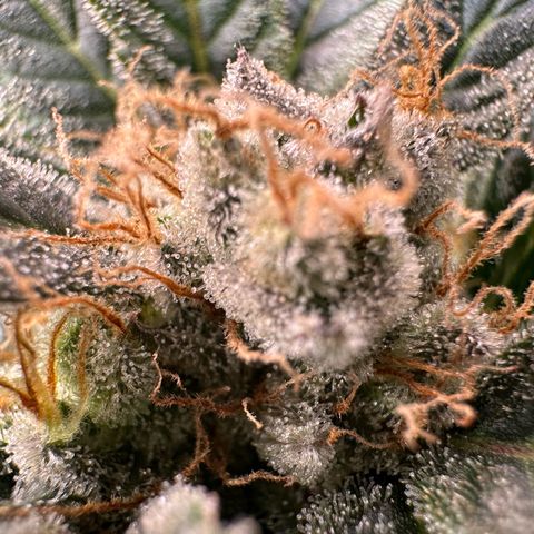 Fuel D.OG #2 Female 49.44g M growlog timeline photo