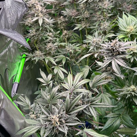 CxLAZ #03 C #1 58.58g growlog timeline photo