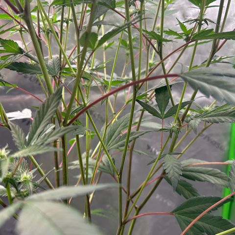 CxLAZ #15 C #1 growlog timeline photo