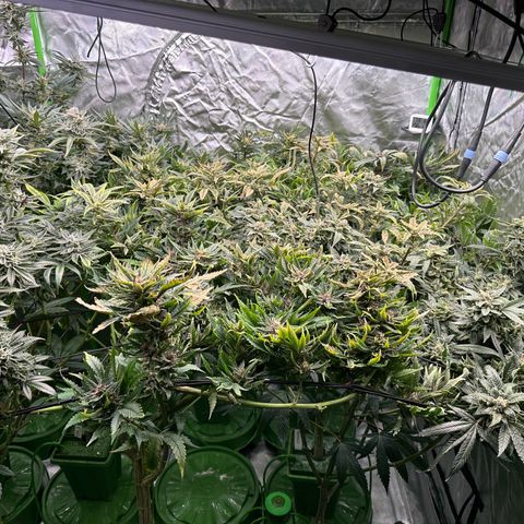 Fuel D.OG #1 Female 47.36g growlog timeline photo