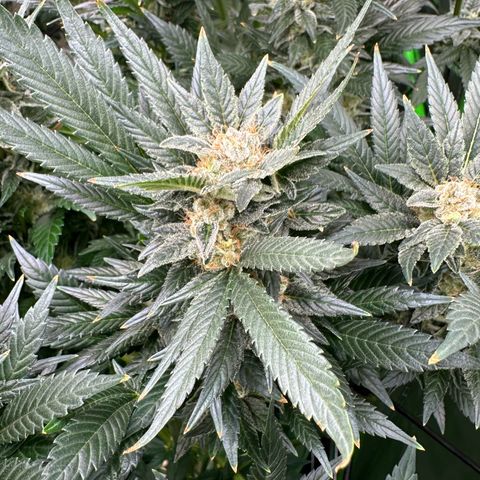 Fuel D.OG #2 Female 49.44g M growlog timeline photo