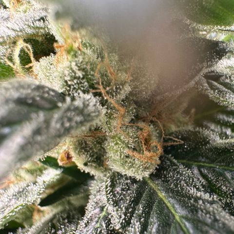 Fuel D.OG #2 Female 49.44g M growlog timeline photo
