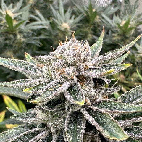 MiscxLAZ #26 C #1 47.15g growlog timeline photo