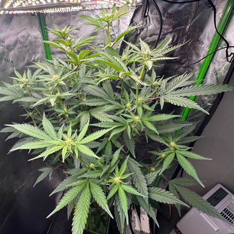 CxLAZ #15 C #1 growlog timeline photo