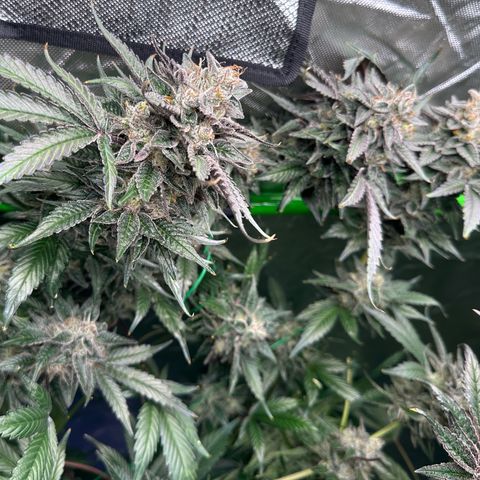 CxLAZ #03 C #1 58.58g growlog timeline photo
