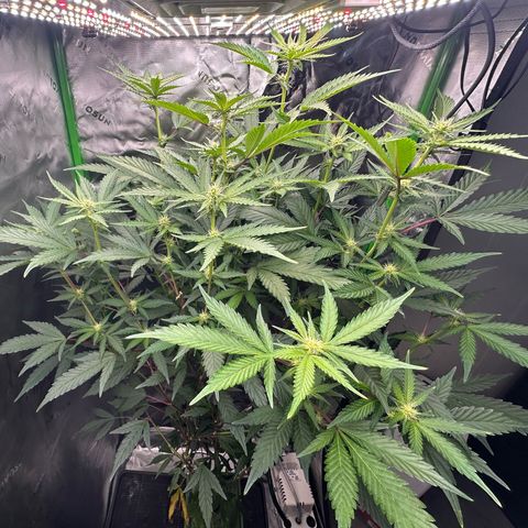 CxLAZ #15 C #1 growlog timeline photo